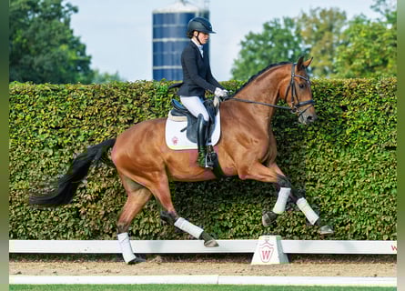 Rhinelander, Gelding, 4 years, 17 hh, Brown