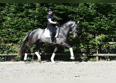 Rhinelander, Gelding, 5 years, 16.3 hh, Gray-Dark-Tan