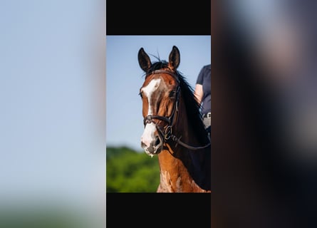 Rhinelander, Gelding, 5 years, 16 hh, Bay-Dark