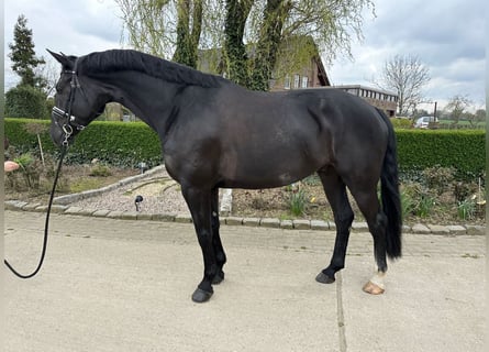 Rhinelander, Gelding, 6 years, 16.3 hh