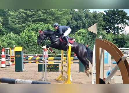 Rhinelander, Gelding, 6 years, 16 hh, Black