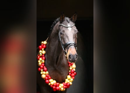 Rhinelander, Gelding, 6 years, 16 hh