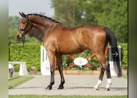 Rhinelander, Gelding, 6 years, 17 hh, Brown