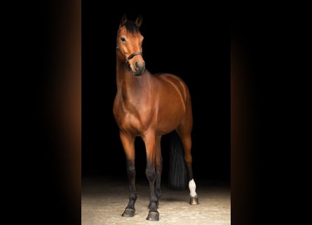 Rhinelander, Gelding, 7 years, 17 hh, Brown