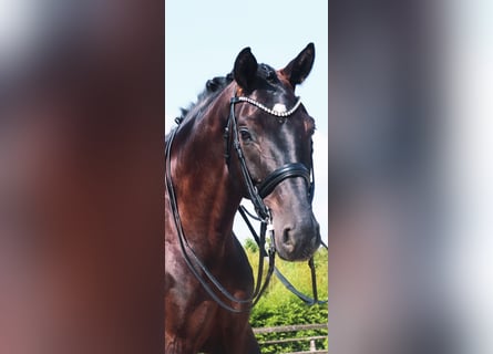 Rhinelander, Gelding, 8 years, 17.1 hh, Black