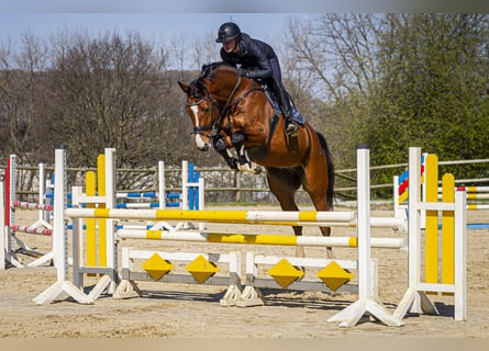 Rhinelander, Gelding, 9 years, 16 hh, Brown