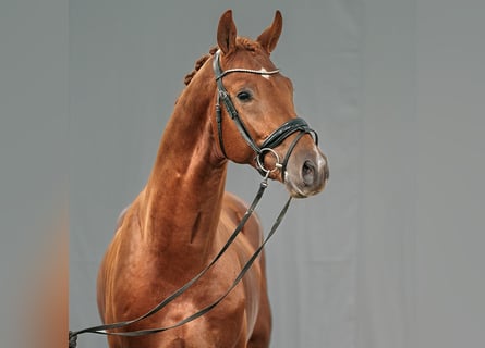 Rhinelander-häst, Hingst, 2 år, fux