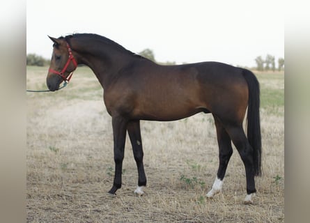 Rheinländer, Hengst, 3 Jahre, 167 cm, Buckskin