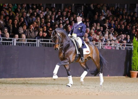 Rhinelander-häst, Hingst, 22 år, 169 cm, Mörkbrun