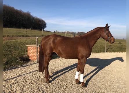 Rhinelander-häst, Sto, 17 år, 174 cm, fux