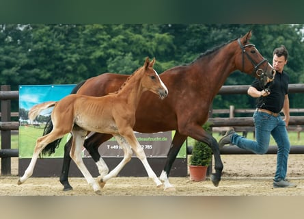 Rhinelander-häst, Sto, 22 år, 168 cm, Brun