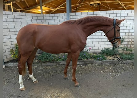 Rhinelander-häst, Sto, 4 år, 165 cm, fux