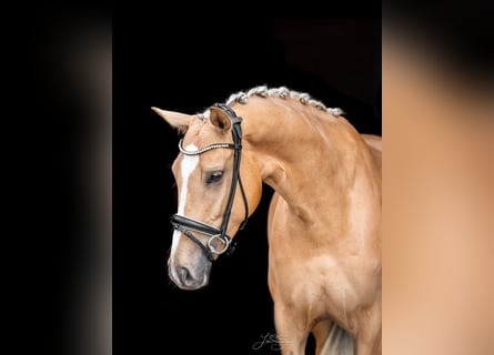 Rhinelander-häst, Sto, 4 år, 168 cm, Palomino