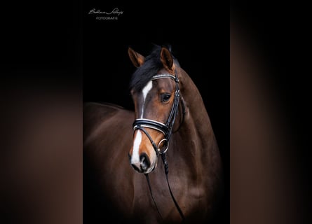 Rhinelander-häst, Sto, 6 år, 170 cm, Brun