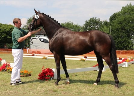 Rhinelander-häst, Sto, 8 år, 164 cm, Rökfärgad svart