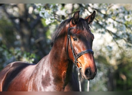Rhinelander-häst, Valack, 12 år, 172 cm, Brun