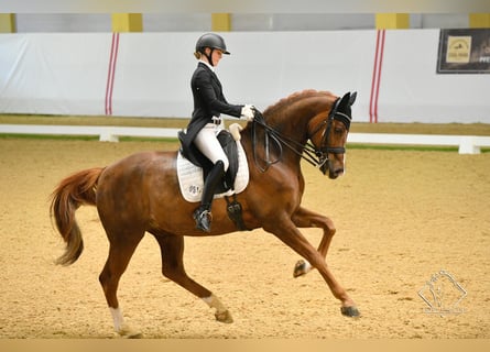 Rhinelander-häst, Valack, 12 år, 175 cm, fux
