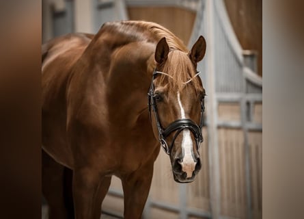Rhinelander-häst, Valack, 12 år, 175 cm, fux