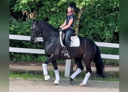 Rheinländer, Wallach, 13 Jahre, 177 cm, Rappe