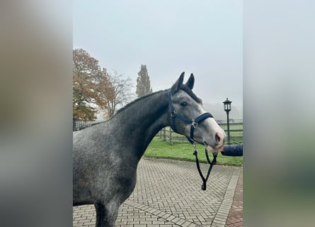 Rhinelander-häst, Valack, 3 år, 168 cm, Grå-blå-brun