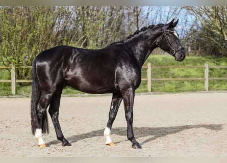 Rhinelander-häst, Valack, 4 år, 164 cm, Svart