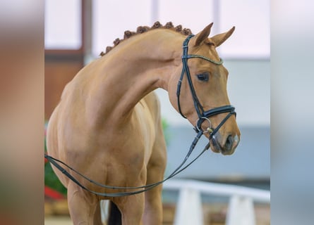 Rhinelander-häst, Valack, 4 år, 169 cm, fux