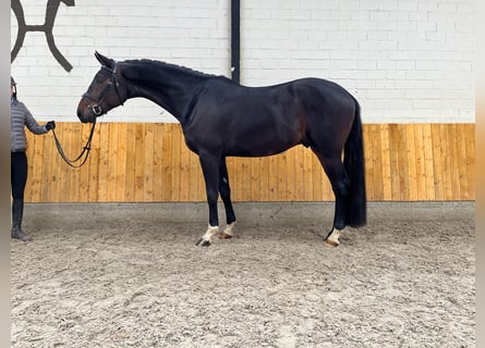 Rhinelander-häst, Valack, 4 år, 178 cm, Brun