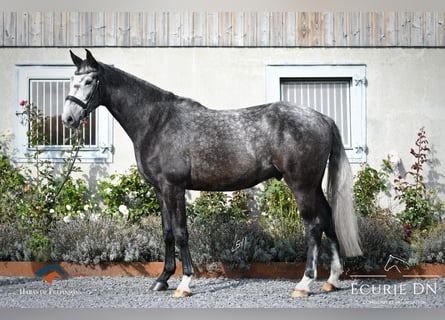 Rhinelander-häst, Valack, 4 år, Grå