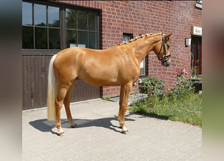 Rhinelander-häst, Valack, 5 år, 169 cm, Palomino