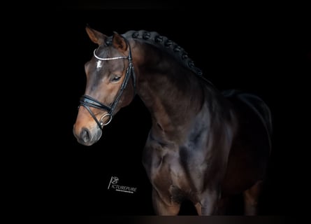 Rhinelander-häst, Valack, 5 år, 172 cm, Mörkbrun