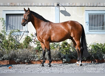 Rhinelander-häst, Valack, 5 år, Brun