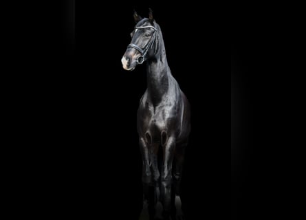 Rhinelander, Mare, 10 years, 16,2 hh, Smoky-Black