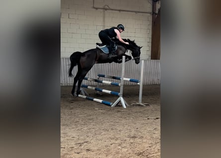 Rhinelander, Mare, 10 years, 16 hh, Brown