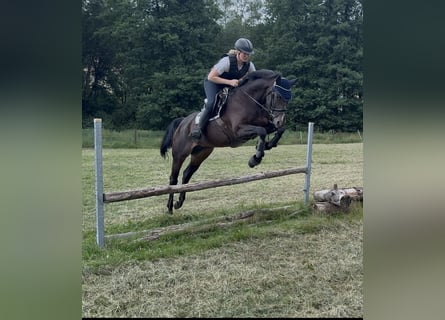 Rhinelander, Mare, 10 years, 16 hh, Brown