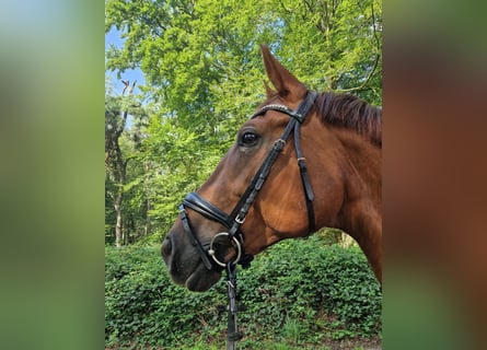 Rhinelander, Mare, 10 years, 17 hh, Chestnut-Red