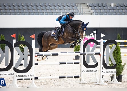 Rhinelander, Mare, 11 years, 16.1 hh, Brown