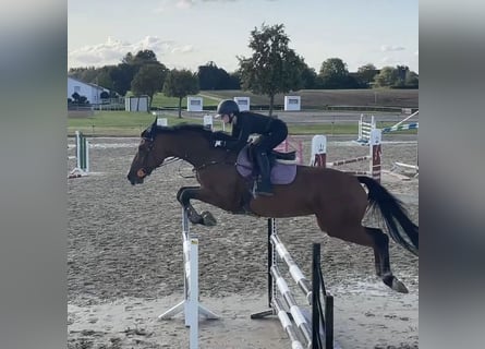 Rhinelander, Mare, 11 years, 16,3 hh, Brown