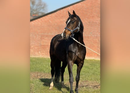 Rhinelander, Mare, 12 years, 16,1 hh, Brown