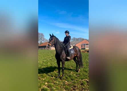 Rhinelander, Mare, 12 years, 16,1 hh, Brown