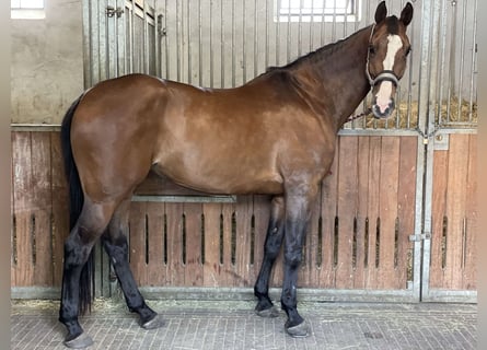 Rhinelander, Mare, 12 years, 17,1 hh, Brown