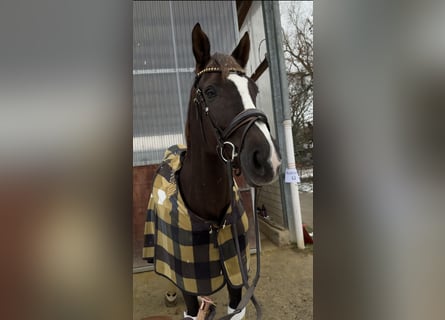 Rhinelander, Mare, 13 years, 16.1 hh, Chestnut