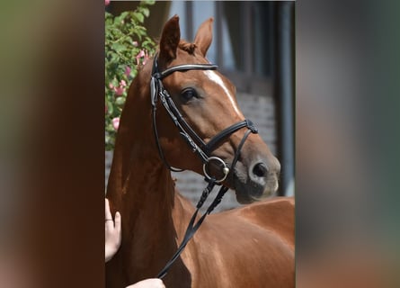 Rhinelander, Mare, 13 years, 16 hh, Chestnut-Red