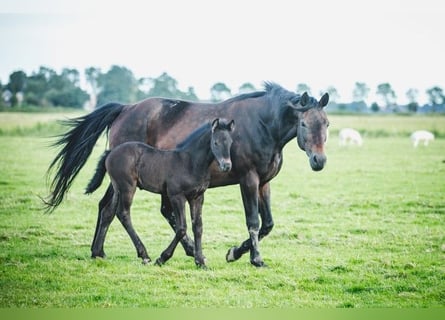 Rheinländer, Stute, 14 Jahre, 15,2 hh, Brauner