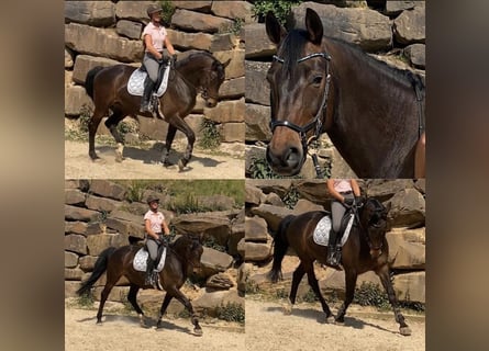 Rhinelander, Mare, 14 years, 16.1 hh, Brown