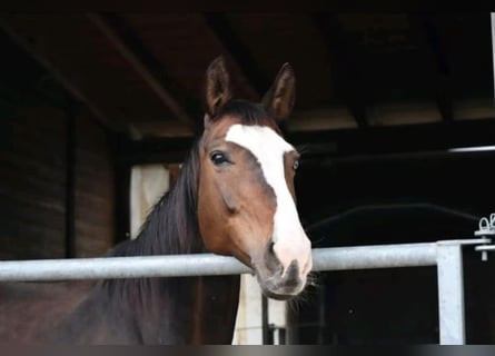 Rhinelander, Mare, 14 years, 16,1 hh