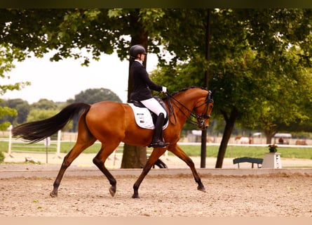 Rhinelander, Mare, 16 years, 16.2 hh, Brown