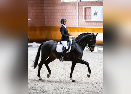 Rhinelander, Mare, 18 years, 16.1 hh, Brown