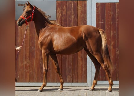 Rhinelander, Mare, 1 year