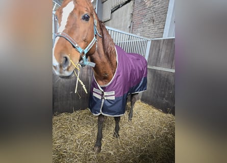 Rhinelander, Mare, 20 years, 16 hh, Brown