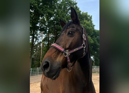 Rhinelander, Mare, 21 years, 17 hh, Brown